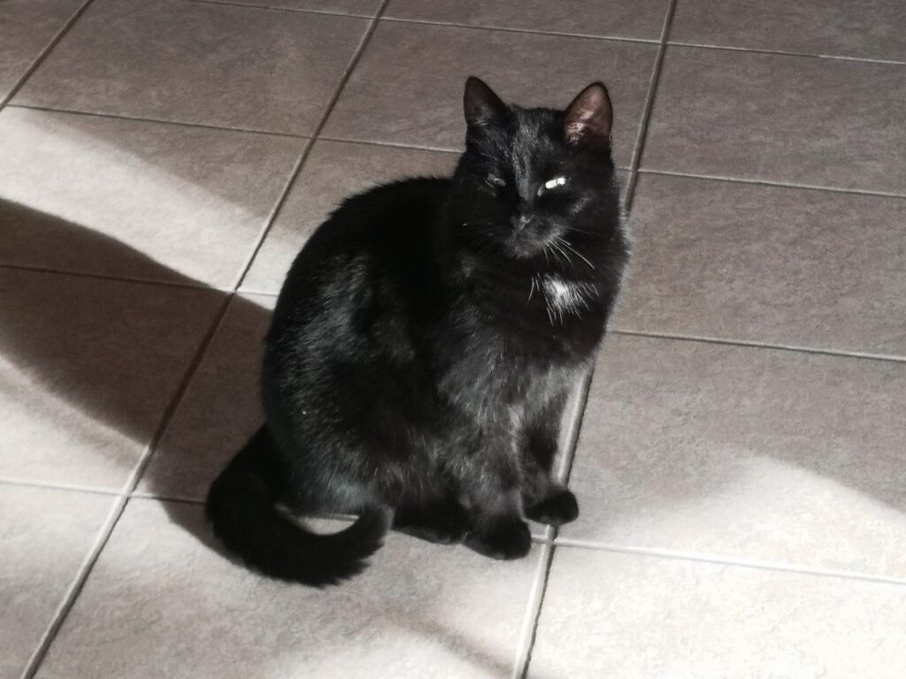 Our cat, the Kitzekatze, sitting on the floor, keeping an eye out. Our cat, the Kitzekatze, sitting on the floor, keeping an eye out.